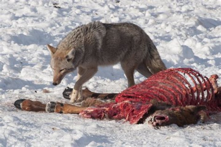Does coyotes eat elk?