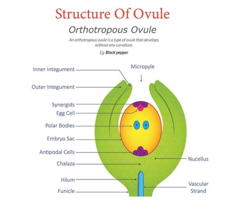 Does cycas have flowers?