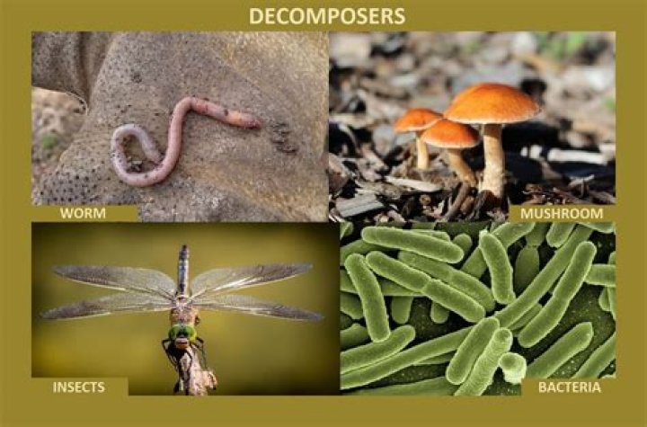 Does decomposers make food?