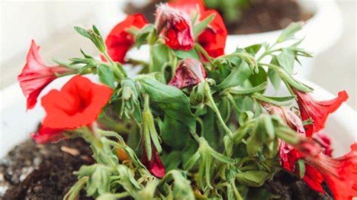 Does deer like petunias?