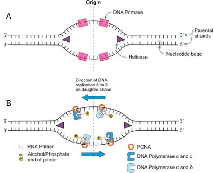 Does dna replication proceed in one direction?