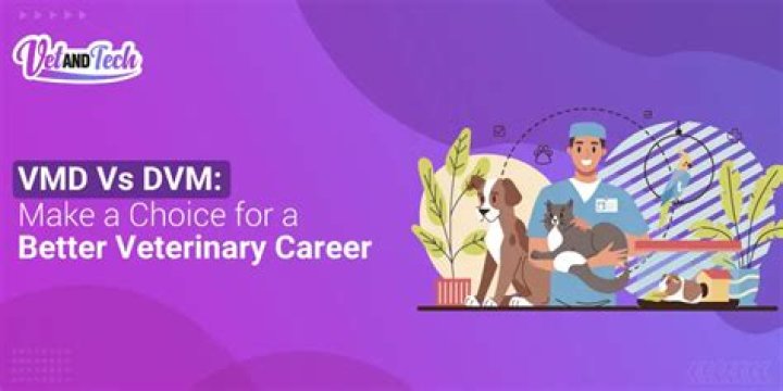 Does dvm stand for vet?