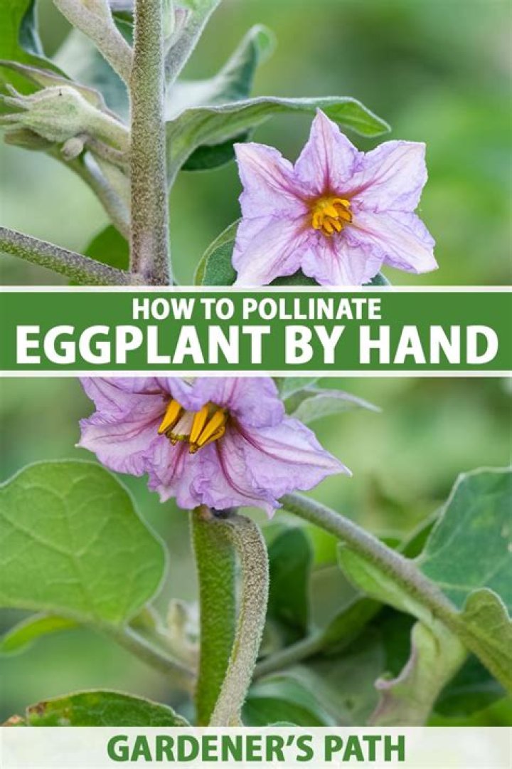 Does eggplant self pollinate?