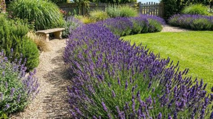 Does english lavender spread?