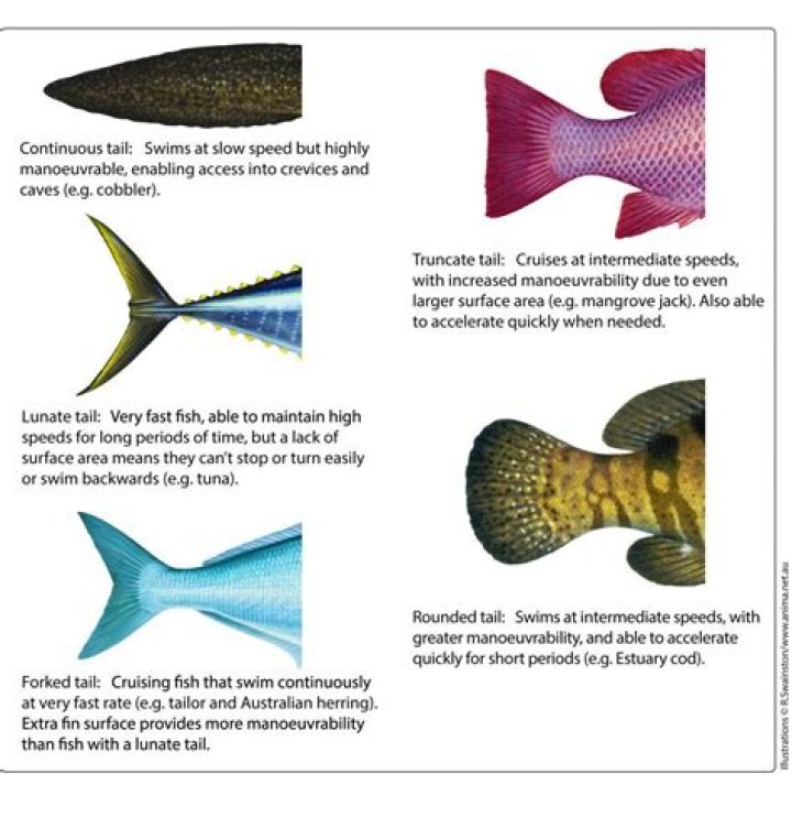 Does escolar have fins and scales?
