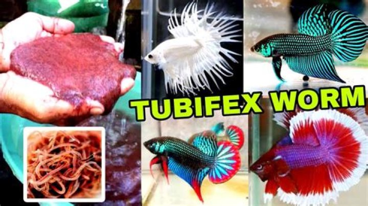 Does fish eat tubifex?