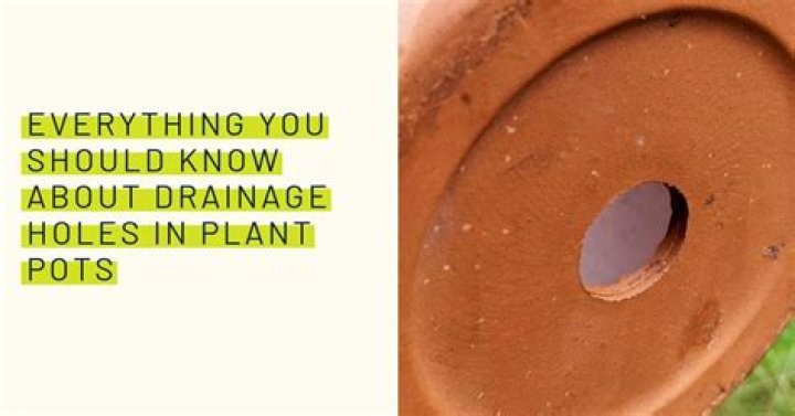 Does flower pot need holes?