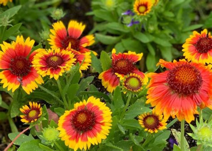 Does gaillardia come back every year?