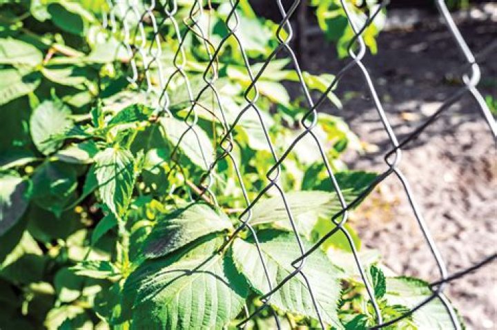 Does galvanized steel contain lead?