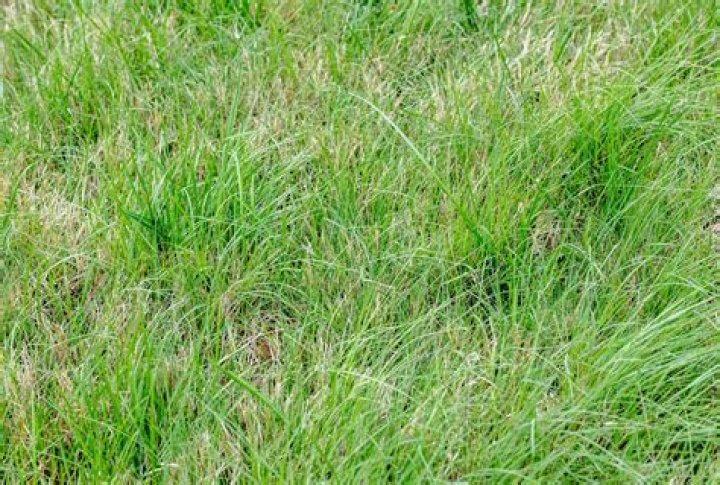 Does grasslands have buffalo grass?