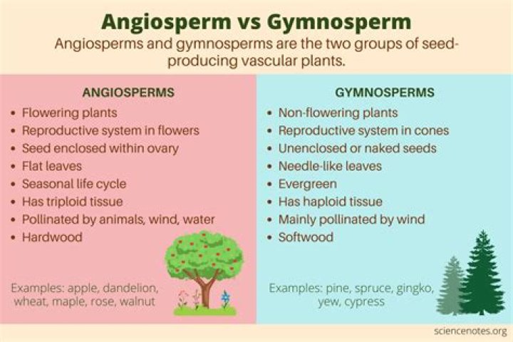 Does gymnosperms have fruits?