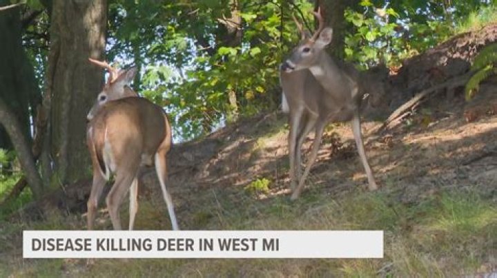 Does islay have midges?