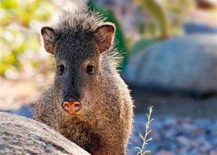 Does javelina taste like pork?