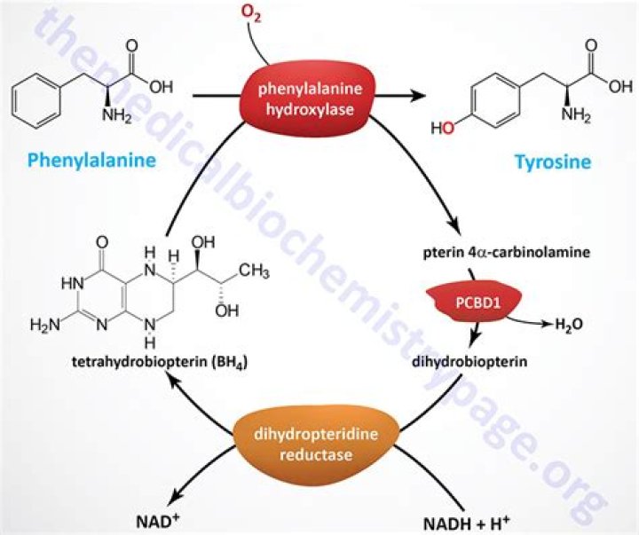 Does l phenylalanine increase dopamine?
