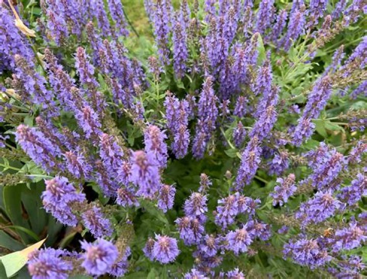 Does meadow sage spread?