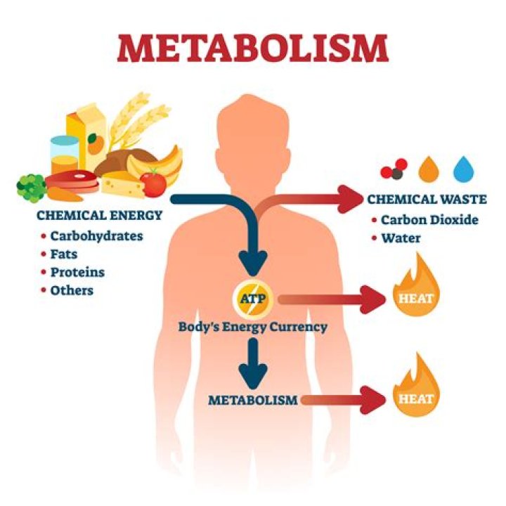 Does metabolism affect drunkenness?