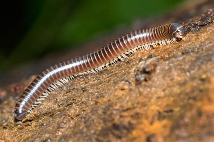 Does millipede have antennae?