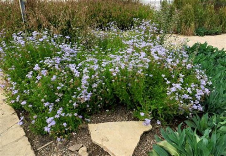 Does mistflower grow in florida?
