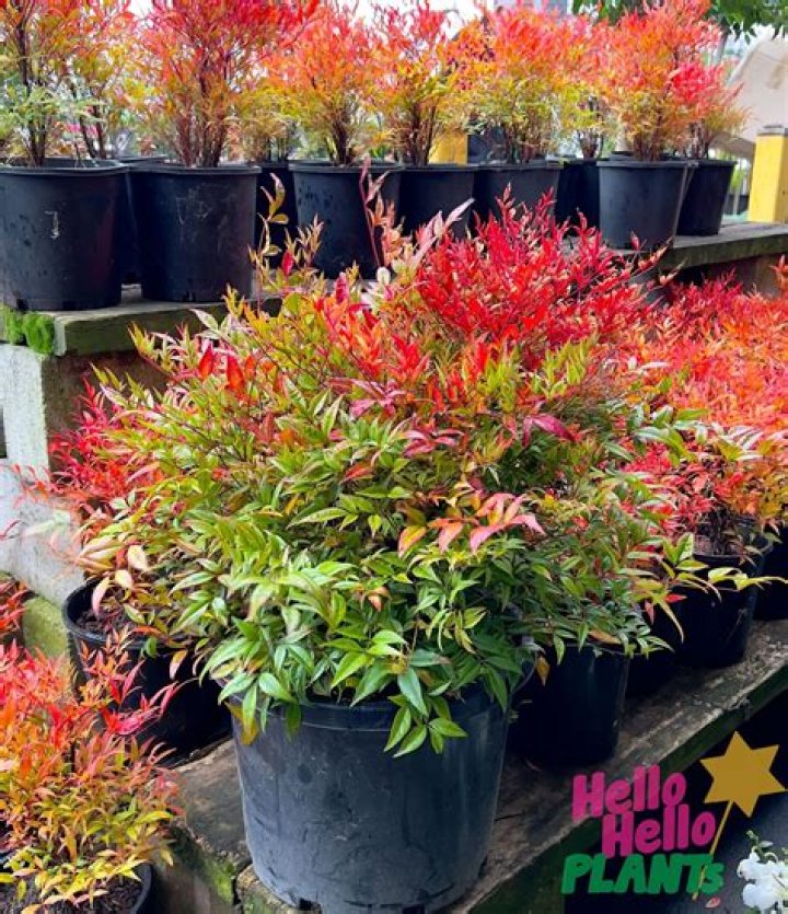 Does nandina grow in shade?