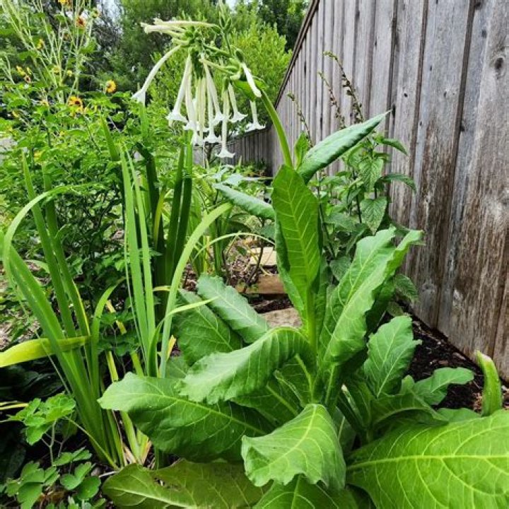 Does nicotiana come back every year?