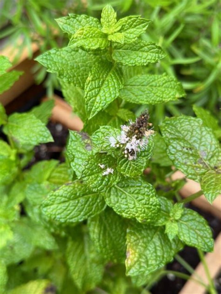 Does orange mint flower?