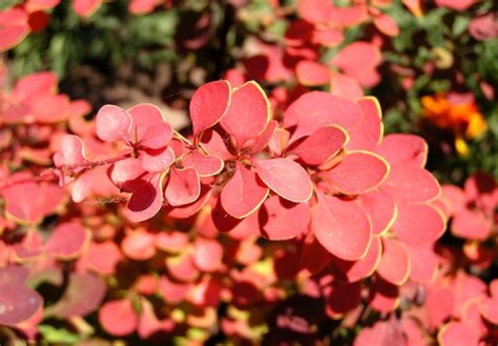Does orange rocket barberry lose its leaves?