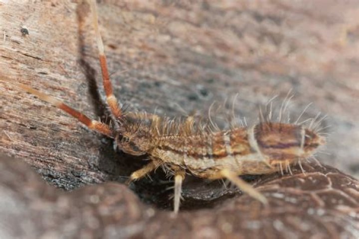 Does ortho home defense kill springtails?