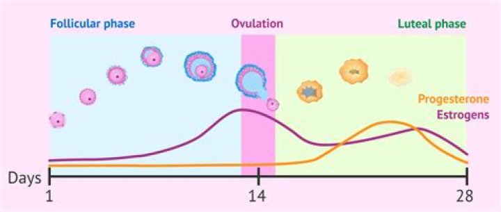 Does ovulation starts immediately after period?