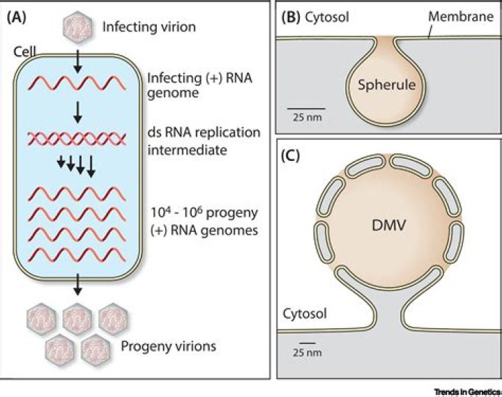 Does plant cell have genomes?