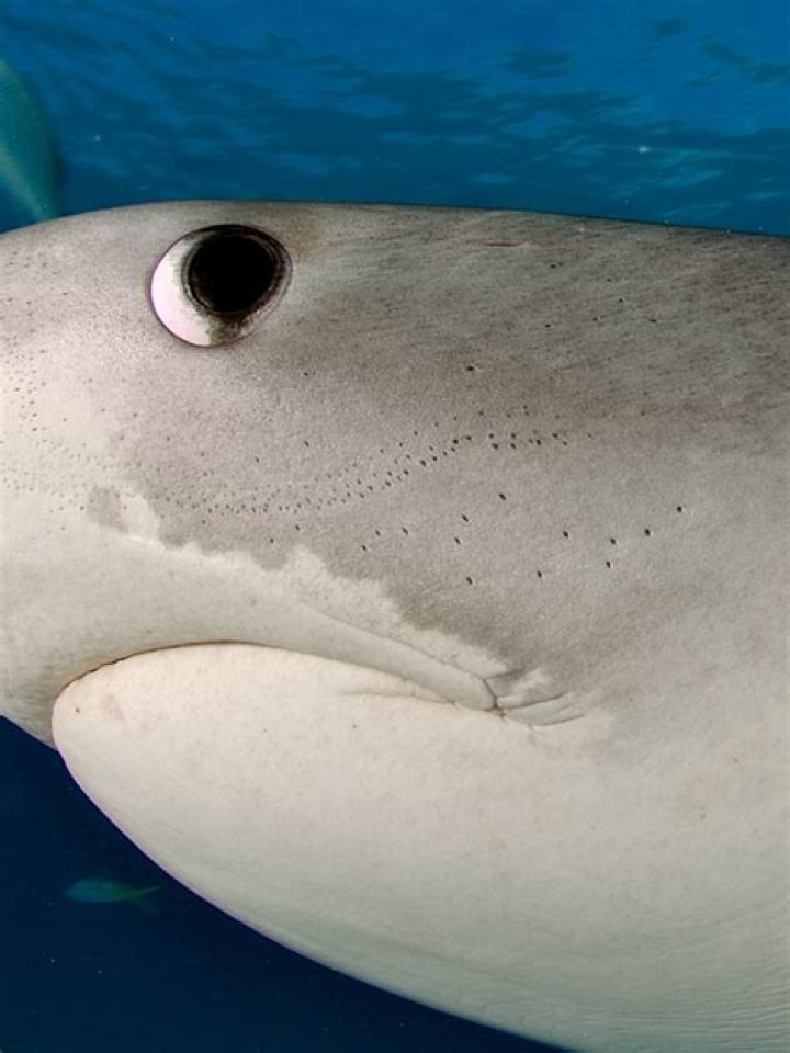 Does poking a shark in the eye work?