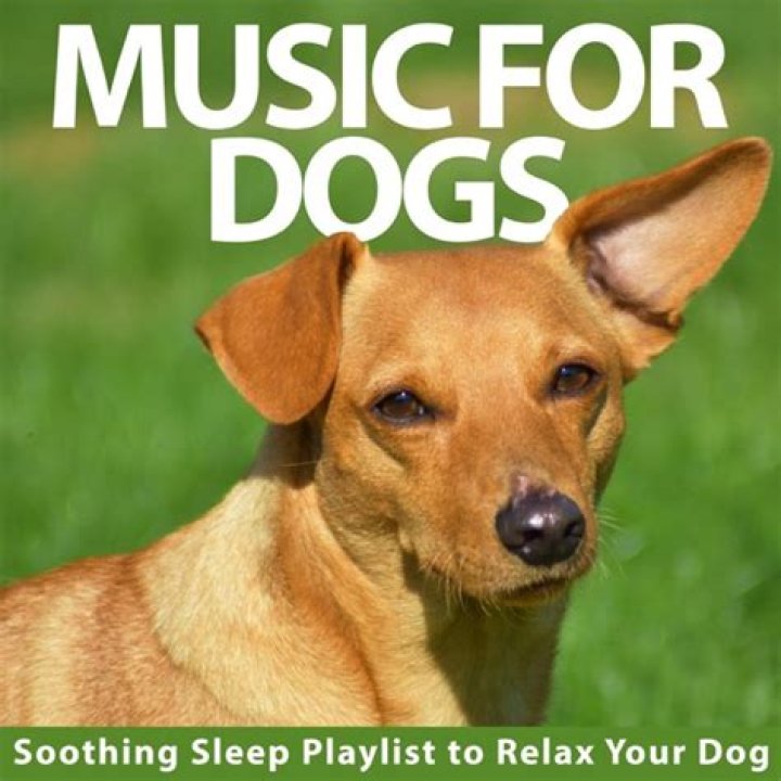 Does reggae music relax dogs?