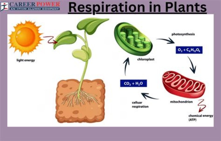Does respiration occur in plants?
