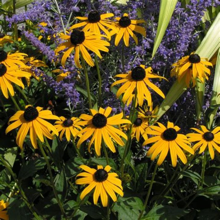 Does rudbeckia attract butterflies?