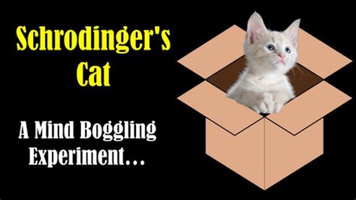 Does schrodinger have a cat?