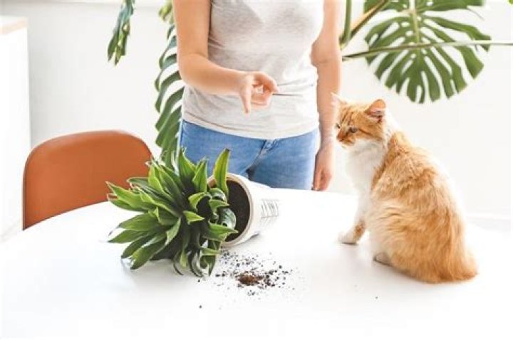 Does scolding your cat work?