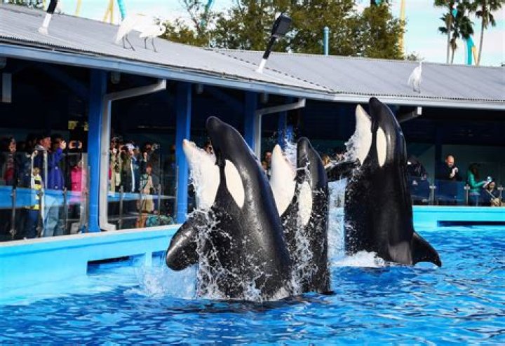 Does seaworld still do orca shows?