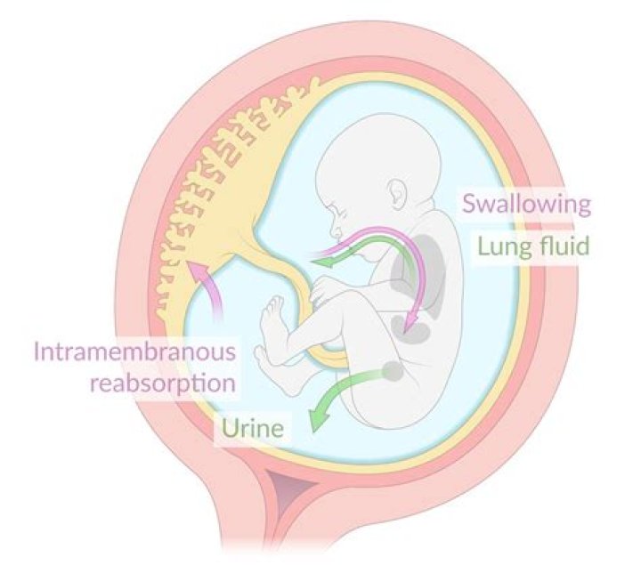 Does succinylcholine cross the placenta?