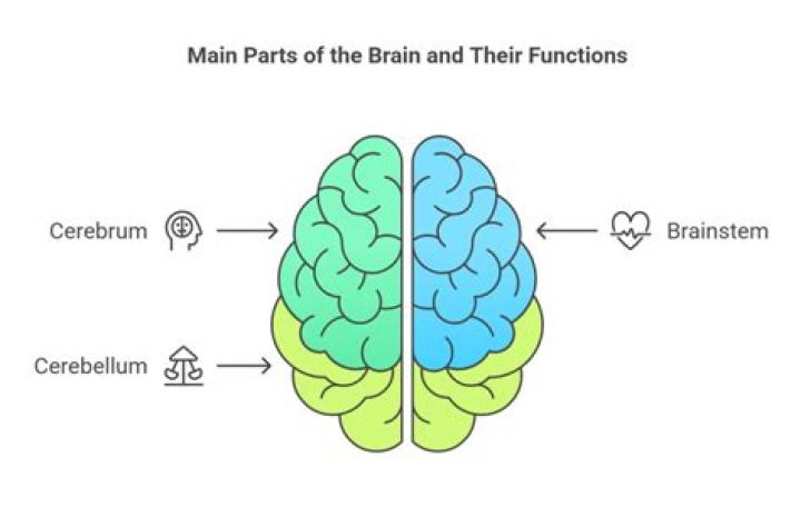 Does the brain have ganglions?