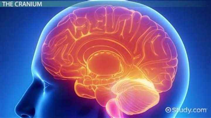 Does the cranium protect the brain?
