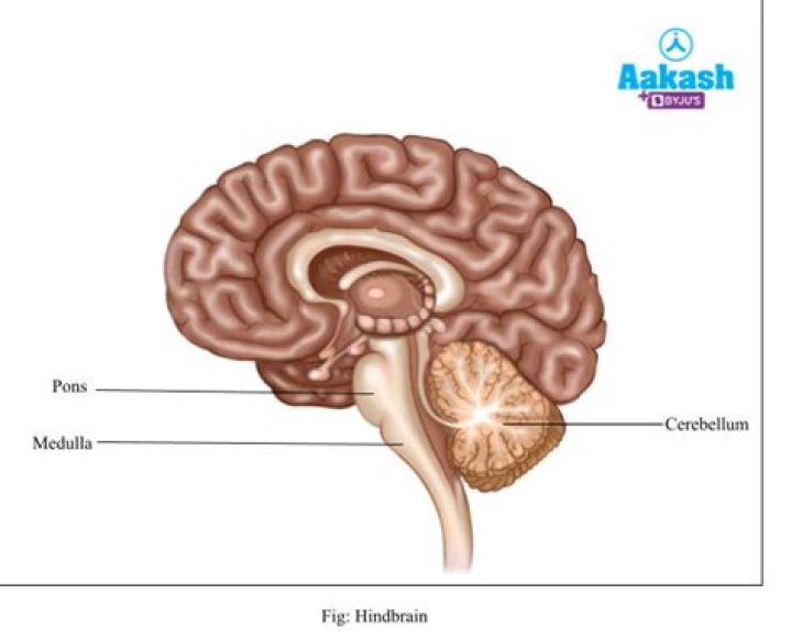 Does the hindbrain consist of?