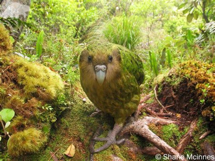 Does the kakapo live?