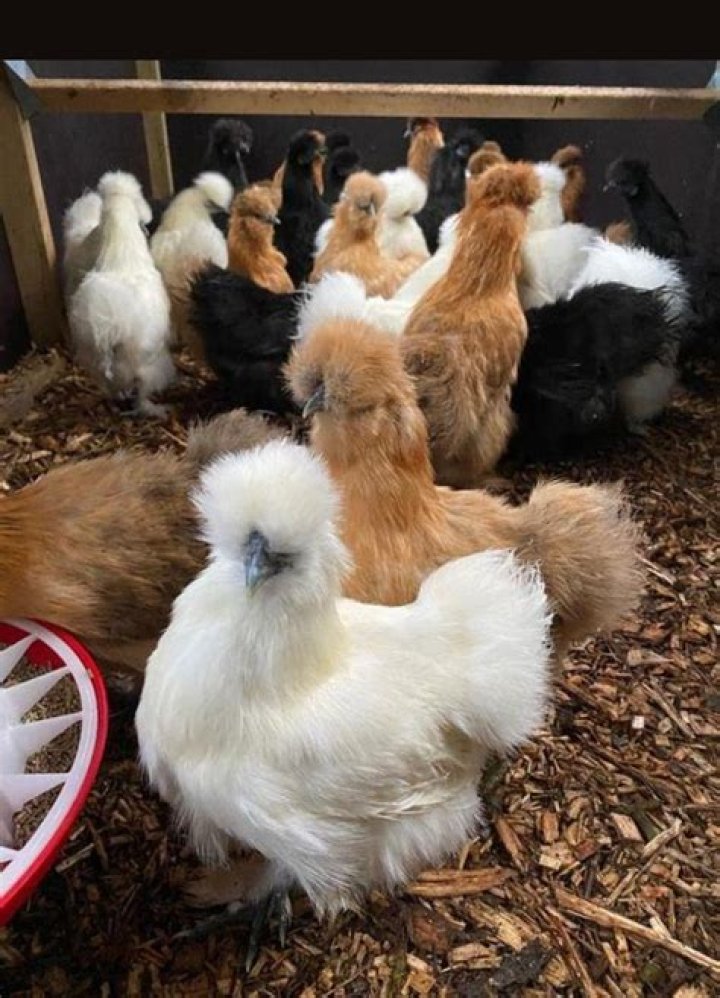 Does tractor supply have silkie chickens?