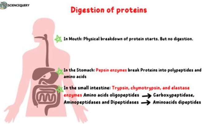 Does trypsin digest proteins?