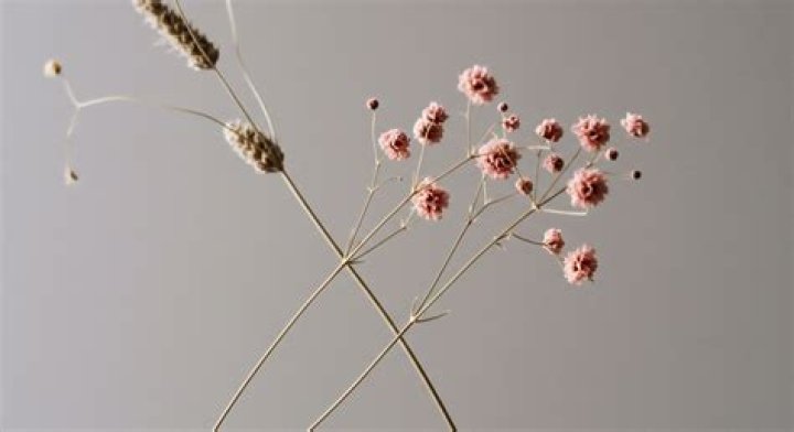 Does unadorned mean plain?