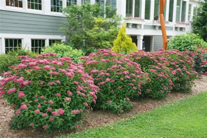 Does weigela need full sun?