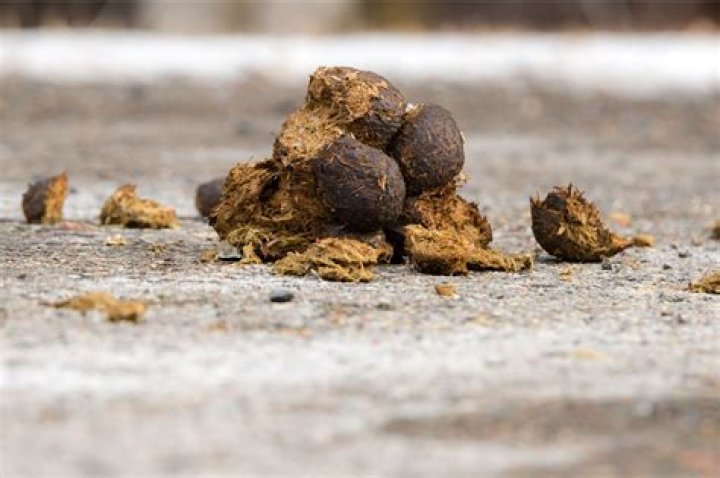 Does well rotted manure smell?