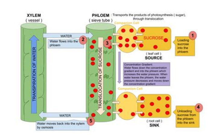 Does xylem transport glucose?