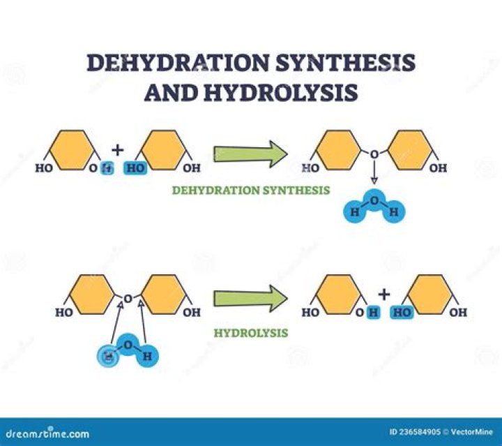 During dehydration synthesis an enzyme removes a?