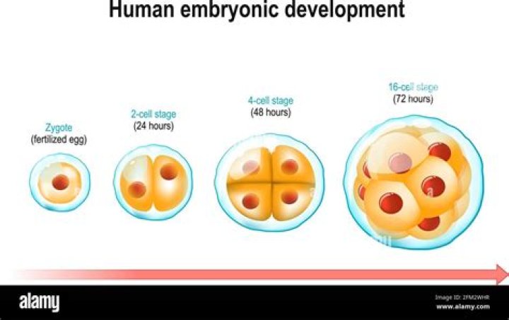 During embryonic development blood cells are formed from?