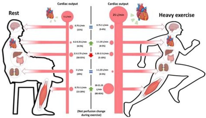 During exercise sympathetic input to the heart is increased?